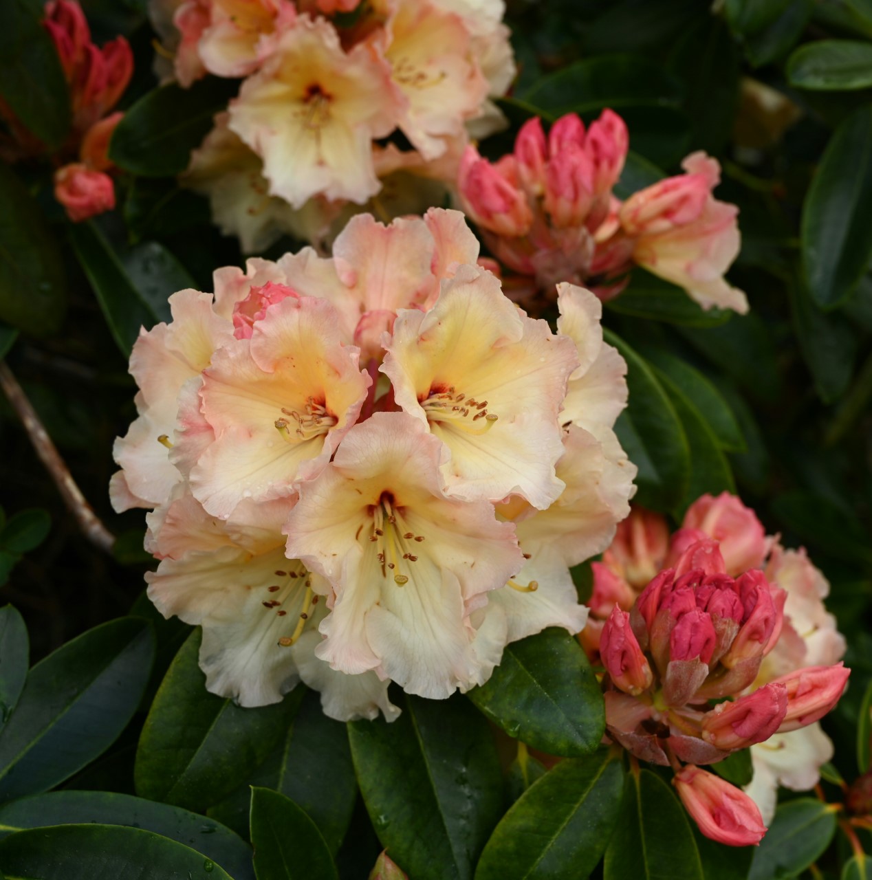 'Horizon Monarch' AGM